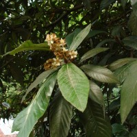 Eriobotrya japonica (Thunb.) Lindl.